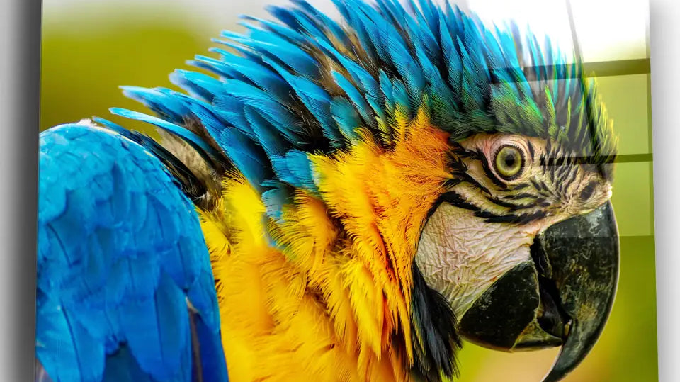Choisir un tableau animalier pour sa déco Toile Unique
