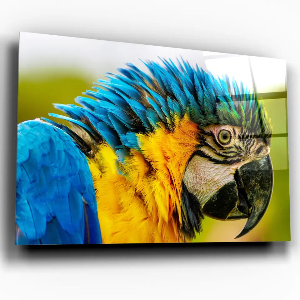 Tableau Décoratif - Perroquet Coloré Toile Unique.fr