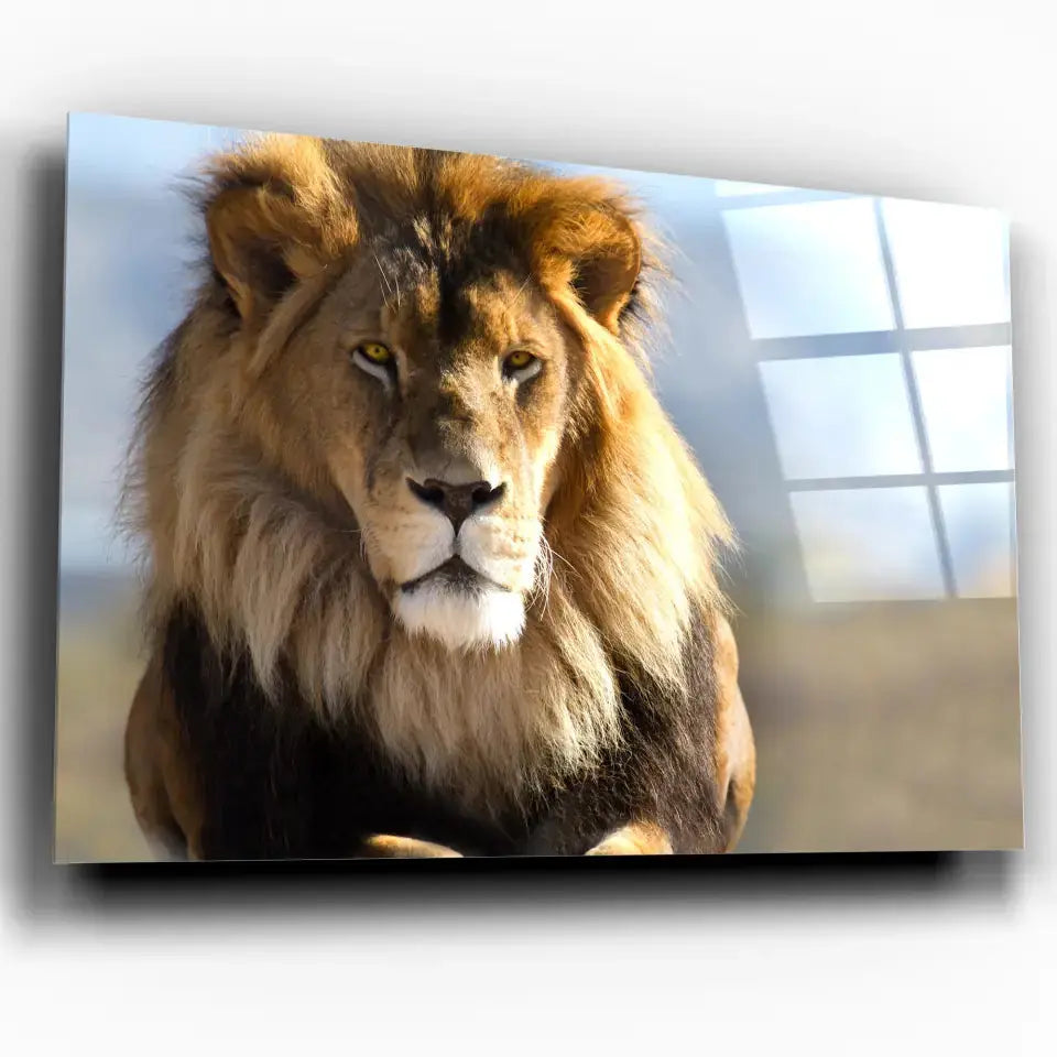 Tableau Décoratif Lion d'Afrique en verre acrylique, vue inclinée sur fond blanc