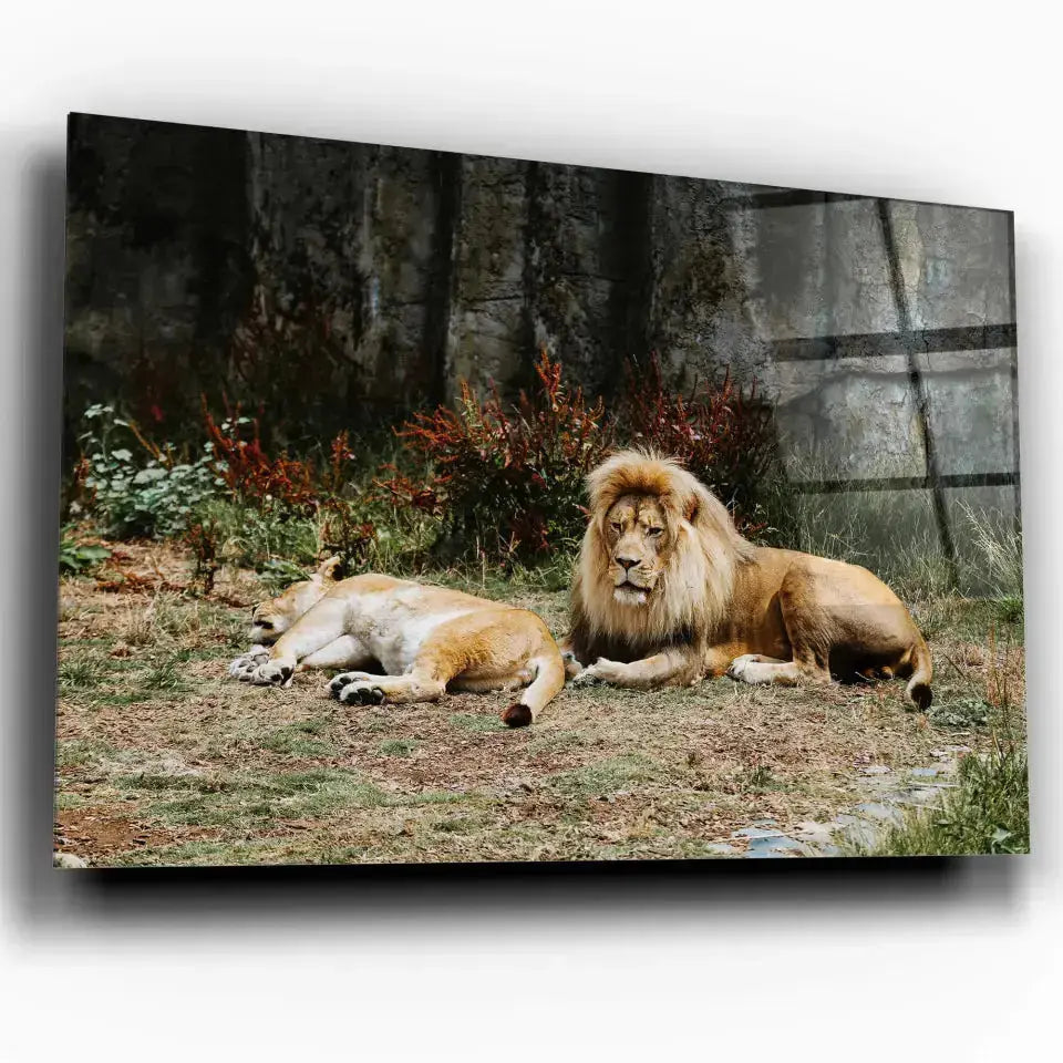 Tableau Décoratif Lions couchés en verre acrylique, vue inclinée sur fond blanc