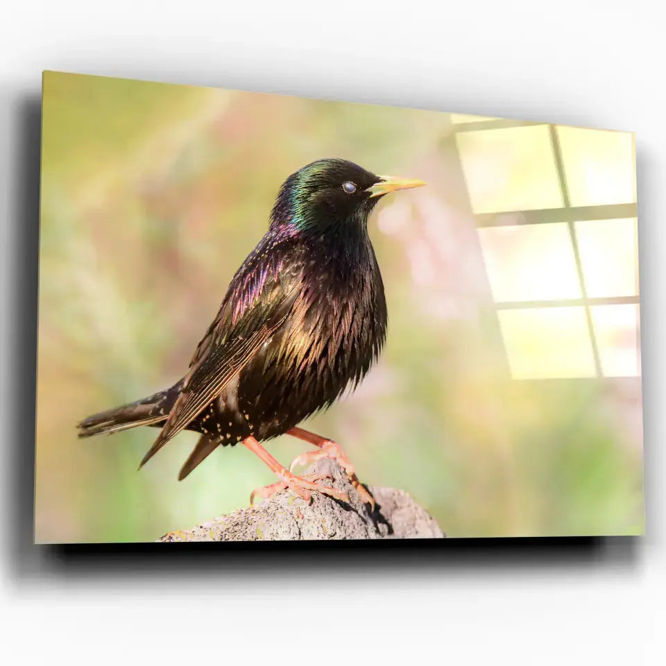 Tableau Décoratif Oiseau Étourneau Sansonnet en verre acrylique, vue inclinée sur fond blanc
