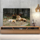 Tableau Décoratif - Lions couchés Toile Unique.fr