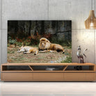 Tableau Décoratif - Lions couchés Toile Unique.fr
