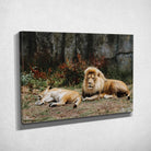 Tableau Décoratif - Lions couchés Toile Unique.fr