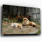 Tableau Décoratif - Lions couchés Toile Unique.fr