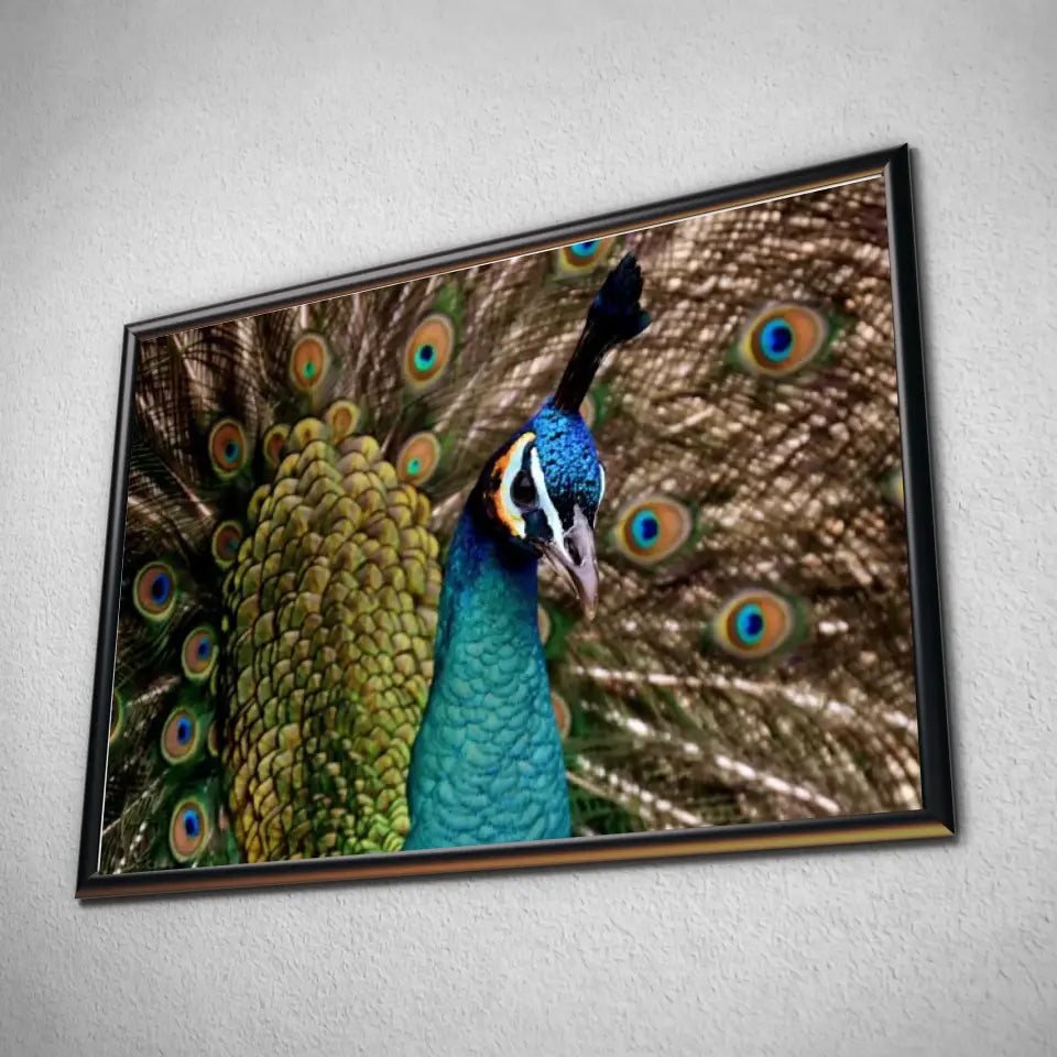 Tableau Décoratif - Paon Vue de Face Toile Unique.fr