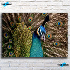 Tableau Décoratif - Paon Vue de Face Toile Unique.fr