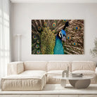 Tableau Décoratif - Paon Vue de Face Toile Unique.fr