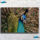 Tableau Décoratif - Paon Vue de Face Toile Unique.fr