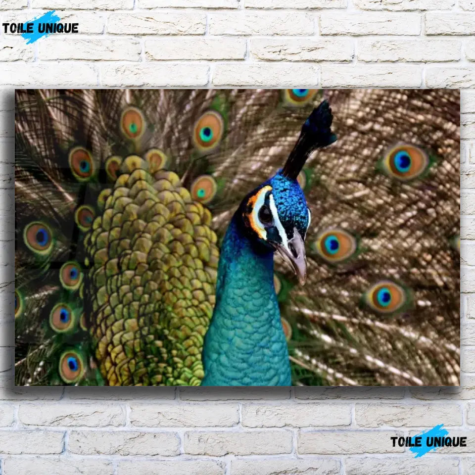 Tableau Décoratif - Paon Vue de Face Toile Unique.fr