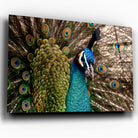 Tableau Décoratif - Paon Vue de Face Toile Unique.fr
