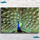 Tableau Décoratif - Paon Déployé Toile Unique.fr