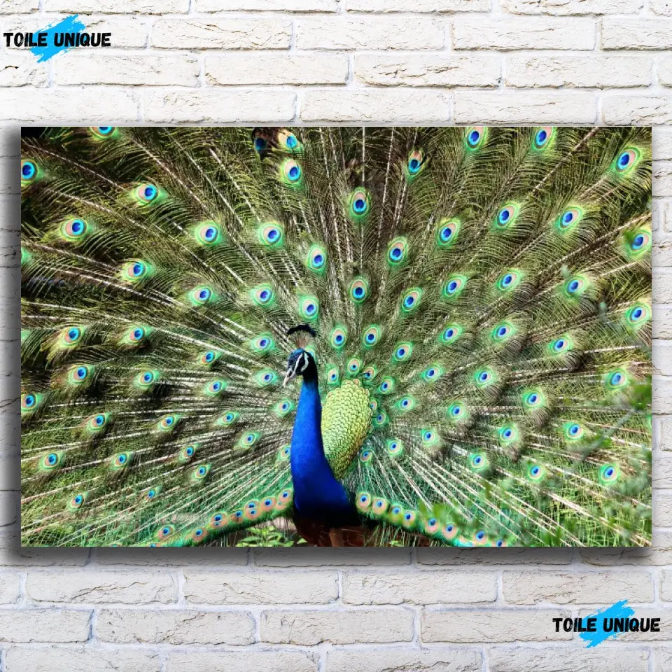 Tableau Décoratif - Paon Déployé Toile Unique.fr