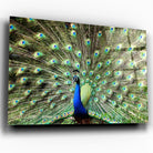 Tableau Décoratif - Paon Déployé Toile Unique.fr