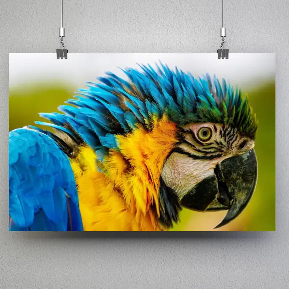 Tableau Décoratif - Perroquet Coloré Toile Unique.fr