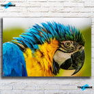 Tableau Décoratif - Perroquet Coloré Toile Unique.fr