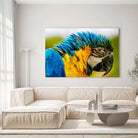 Tableau Décoratif - Perroquet Coloré Toile Unique.fr