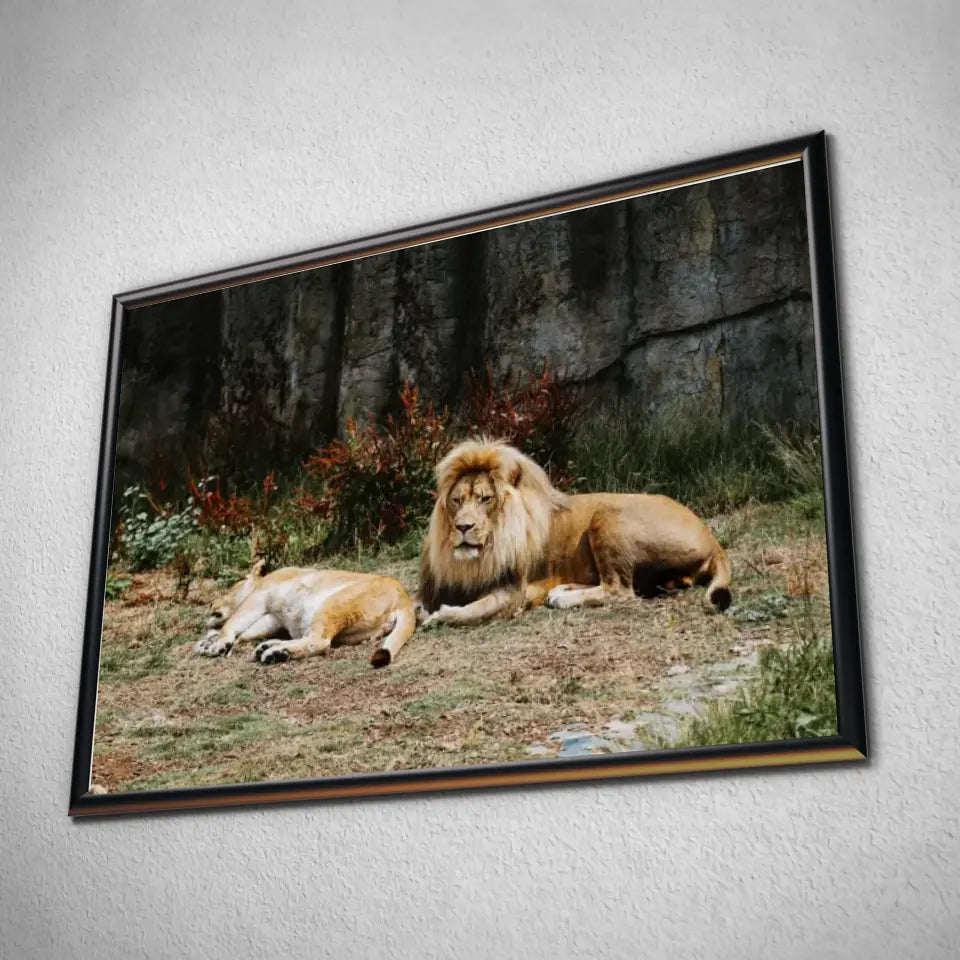 Tableau Décoratif - Lions couchés Toile Unique.fr