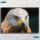 Tableau Décoratif Aigle en affiche, vue de face sur un mur de briques blanches