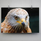 Tableau Décoratif Aigle en affiche suspendue par des pinces sur un mur gris