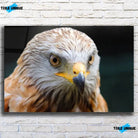 Tableau Décoratif Aigle en verre acrylique, vue de face sur un mur de briques blanches