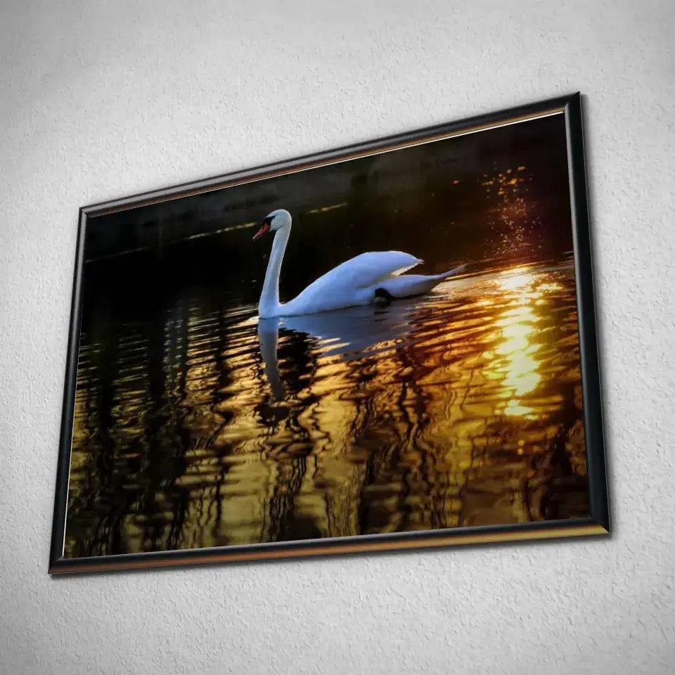 Tableau Décoratif Cygne en affiche dans un cadre noir, vue inclinée sur un mur gris