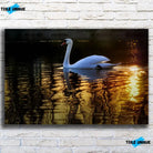 Tableau Décoratif Cygne en affiche, vue de face sur un mur de briques blanches
