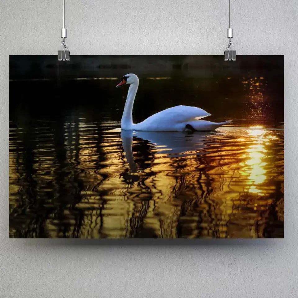 Tableau Décoratif Cygne en affiche suspendue par des pinces sur un mur gris