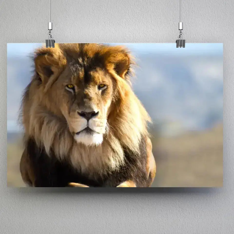 Tableau Décoratif Lion d'Afrique en affiche suspendue par des pinces sur un mur gris