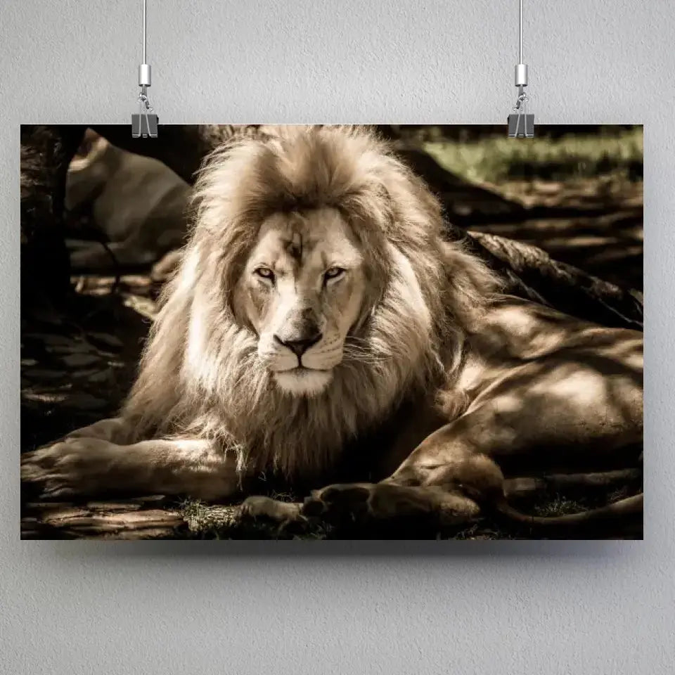 Tableau Décoratif Lion de l'Atlas en affiche suspendue par des pinces sur un mur gris