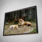 Tableau Décoratif Lions couchés en affiche dans un cadre noir, vue inclinée sur un mur gris