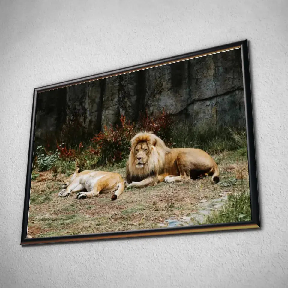 Tableau Décoratif Lions couchés en affiche dans un cadre noir, vue inclinée sur un mur gris