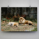 Tableau Décoratif Lions couchés en affiche suspendue par des pinces sur un mur gris