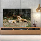 Tableau Décoratif Lions couchés sur toile, posée sur un meuble TV en bois devant un mur en béton