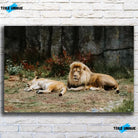 Tableau Décoratif Lions couchés sur toile, vue de face sur un mur de briques blanches