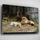 Tableau Décoratif Lions couchés en verre acrylique, vue inclinée sur un mur gris clair