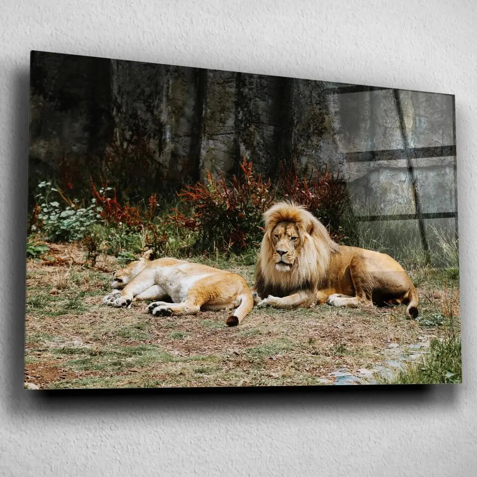 Tableau Décoratif Lions couchés en verre acrylique, vue inclinée sur un mur gris clair
