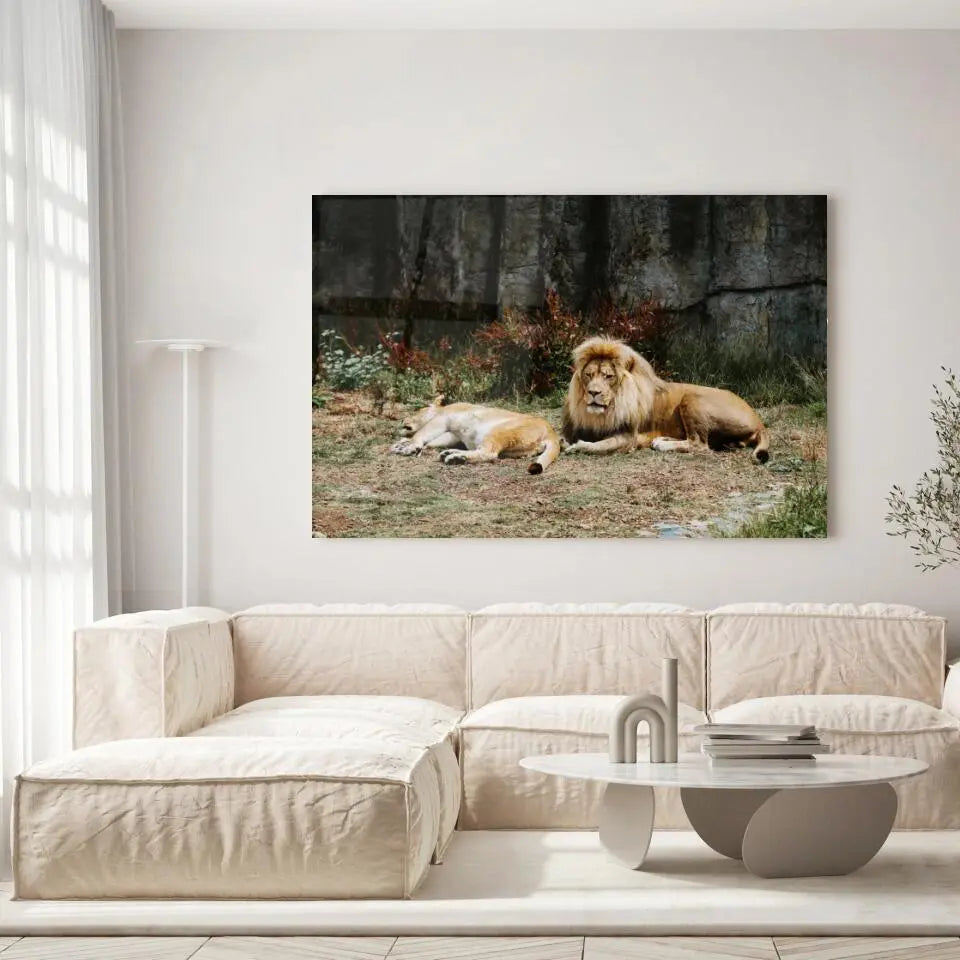 Tableau Décoratif Lions couchés en verre acrylique, accroché dans un salon lumineux au-dessus d'un canapé beige