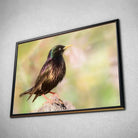 Tableau Décoratif Oiseau Étourneau Sansonnet en affiche dans un cadre noir, vue inclinée sur un mur gris