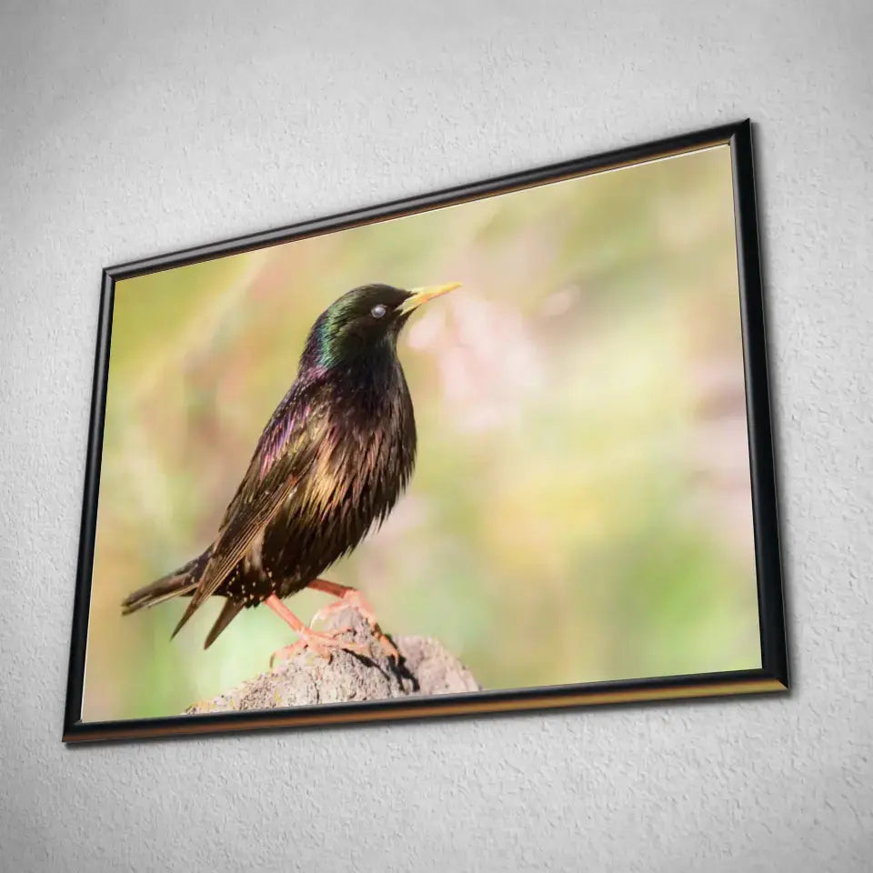 Tableau Décoratif Oiseau Étourneau Sansonnet en affiche dans un cadre noir, vue inclinée sur un mur gris