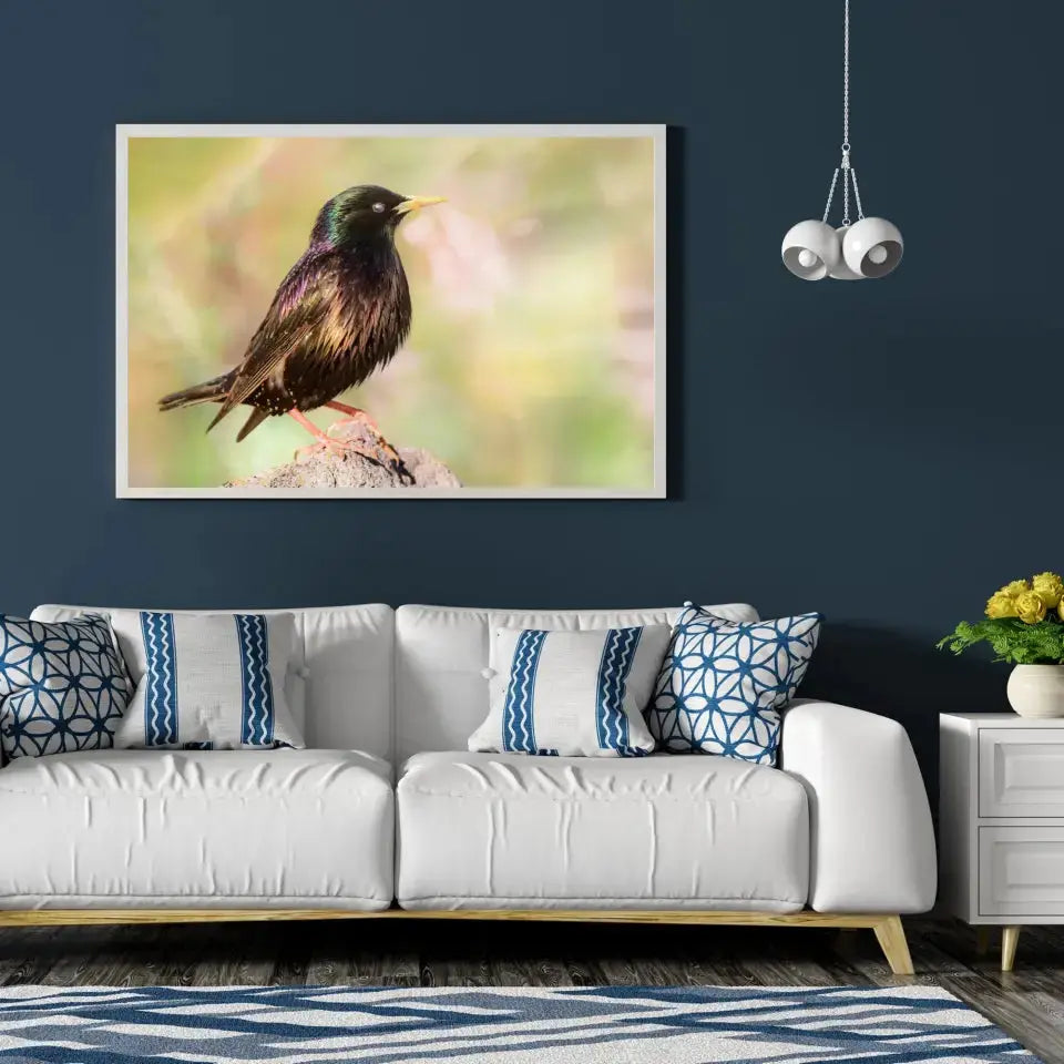 Tableau Décoratif Oiseau Étourneau Sansonnet en affiche encadrée dans un salon bleu nuit au-dessus d'un canapé blanc