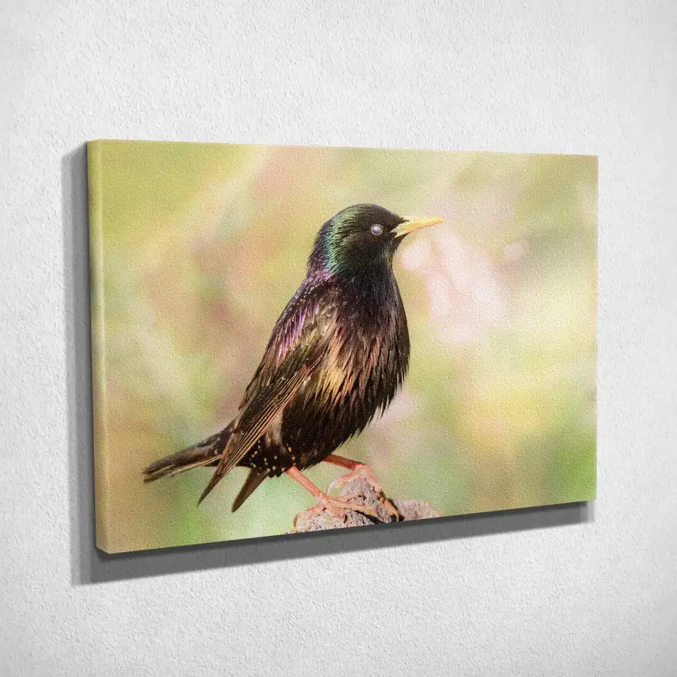 Tableau Décoratif Oiseau Étourneau Sansonnet sur toile, vue inclinée montrant l'épaisseur du châssis
