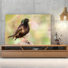 Tableau Décoratif Oiseau Étourneau Sansonnet sur toile, posée sur un meuble TV en bois devant un mur en béton