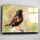 Tableau Décoratif Oiseau Étourneau Sansonnet en verre acrylique, vue inclinée sur un mur gris clair