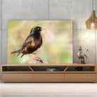 Tableau Décoratif Oiseau Étourneau Sansonnet en verre acrylique, posé sur un meuble TV en bois devant un mur en béton