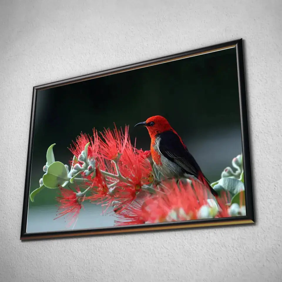 Tableau Décoratif Oiseau Myzomela en affiche dans un cadre noir, vue inclinée sur un mur gris