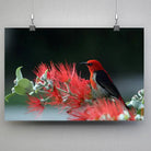 Tableau Décoratif Oiseau Myzomela en affiche suspendue par des pinces sur un mur gris