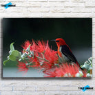 Tableau Décoratif Oiseau Myzomela sur toile, vue de face sur un mur de briques blanches