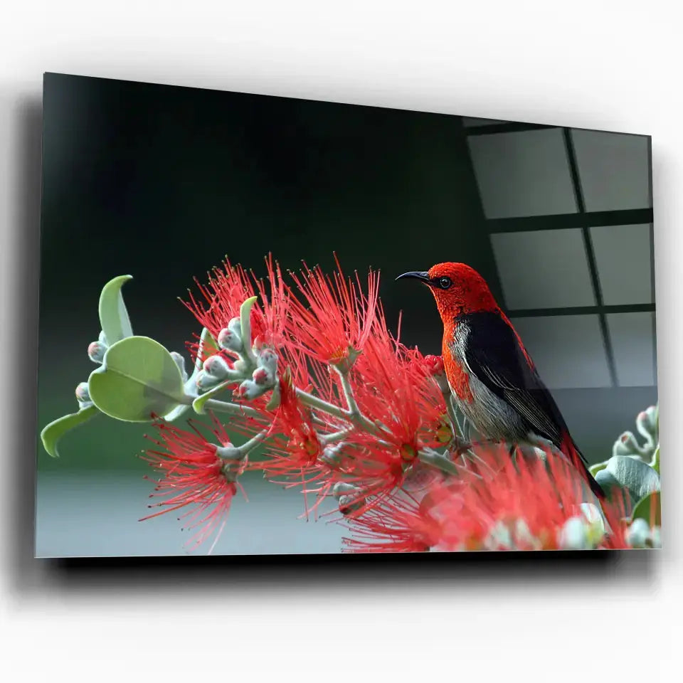 Tableau Décoratif Oiseau Myzomela en verre acrylique, vue inclinée sur fond blanc