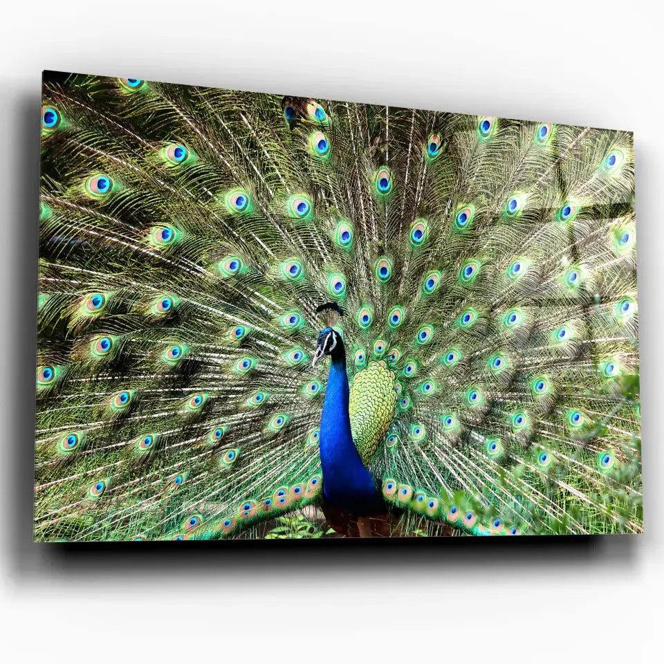 Tableau Décoratif Paon Déployé en verre acrylique, vue inclinée sur fond blanc